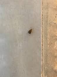 All beetles arrived alive and well. Identifying Small Black Brown Beetles Thriftyfun