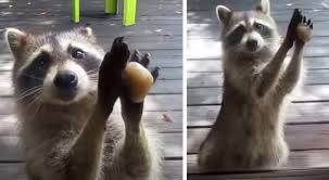 Hij is samen met zijn nieuwe maatjes nukti en foetsi herplaatst naar een groot verblijf bij aquazoo friesland. Een Wasbeer Klopt Met Een Steen Op Het Raam Elke Keer Dat Ze De Voerbak Leeg Aantreft De Video Is Heel Grappig Curioctopus Nl