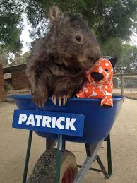 Pin By Alex Juve On Wombats In 2020 Australia Animals Animals Beautiful Animals Friends