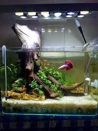 A Perfect Aquarium Setup For One Betta Fish Tryaquariumdiy Betta Aquarium Aquascape Aquarium Betta Fish Tank