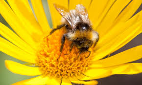 I love chives, grow a clump of chives and have a clump of bees. How To Bee Friendly Wwf