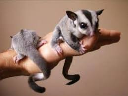 17 Cara Menjinakkan Sugar Glider Bagi Pemula Arenahewan Com