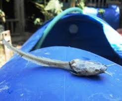 137 418 просмотров • 18 мая 2019 г. Cara Sukses Ternak Belut Asik Beternak Belajar Beternak