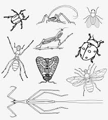 Come check out critter squad's insect coloring pages! Insects Bugs Beetle Realistic Bugs Coloring Page Transparent Png 1216x1280 Free Download On Nicepng