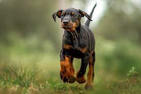 Pay adoption fee and reserve your dog. Doberman Pinscher Dog Breed Information Characteristics Daily Paws