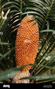 Image result for Cycas thouarsii