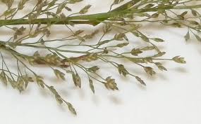 Image result for Eragrostis friesii