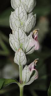 Image result for Justicia fittonioides