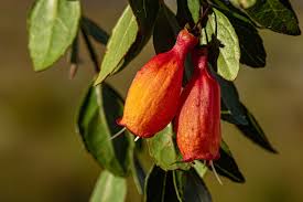 Image result for Halleria elliptica