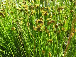Image result for Schizaea pectinata
