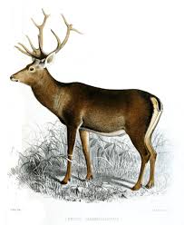 དེན་ཇོནྒ) has been a state in india since 1975. Kashmir Stag Wikipedia