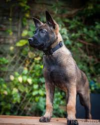 Maybe you would like to learn more about one of these? Belgian Malinois And Dutch Shepherd Puppies Dogs Extremus Belgian And Dutch Shepherd Dogs