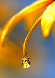 Pin By Hannelie Kotze On Nature Dew Drops Cool Photos Photo