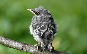 Finally the baby bird sat in the middle of 8 cats and it was bedtime and i took him inside. Baby Mockingbird Northern Mockingbird Fledgling Causetta Smith Flickr