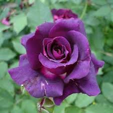 1.5 to 2 round clusters. Buy Rose Purple Flower Plant Online At Cheap Price On Plantsguru Com