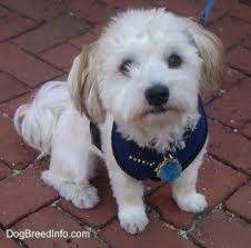 Havanese Dog Breed Pictures 13