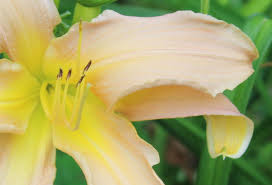 Photo #2/11 of daylily (hemerocallis 'feminine fingers'). Stella S Ruffled Fingers A North East Ohio Garden