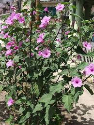 Image result for Ipomoea carnea