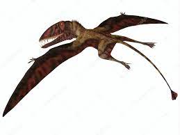 Dimorphodon's was elongated, clawless, and oriented to the side. Stockfotos Dimorphodon Bilder Stockfotografie Dimorphodon Lizenzfreie Fotos Depositphotos