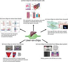 3d model of human liver available for download in fbx, obj, 3ds, c4d and other file formats for 23 software. Current Advances On 3d Bioprinted Liver Tissue Models Ma 2020 Advanced Healthcare Materials Wiley Online Library