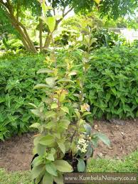 Image result for Putterlickia