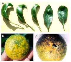 Image result for Citropsis