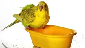 Frequently asked questions about baby baths: How To Feed A Baby Bird Howcast