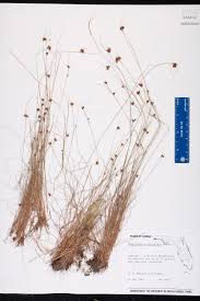 Image result for Rhynchospora gracillima