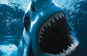 It covers over 70% of the planet, with marine plants supplying up to 80% of our oxygen,. Shark Week Prep How Much Do You Know About Sharks Brainfall