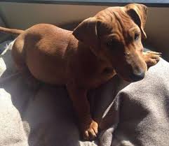 Your dachshund terrier mix stock images are ready. Bullsausage Bull Terrier X Dachshund Bull Terrier Animals Puppies