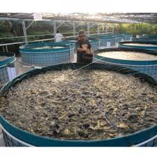 Infomina Cara Ternak Lele Bioflok Sederhana Hasil Maksimal