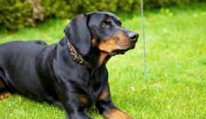 Image result for slovenský kopov