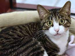 Pictures of felicity a italian greyhound for adoption in ocean springs, ms who needs a loving home. Colorado Springs Area Pet Adoption Fairs And Events Starting Dec 12 2017 Gazette Com