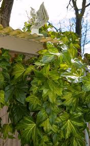 Image result for × Fatshedera