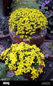 Image result for Sebaea