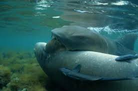 How Are Shark Pups Born Howstuffworks