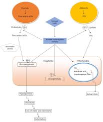Use Of Sodium Bicarbonate And Blood Gas Monitoring In Diabetic Ketoacidosis A Review