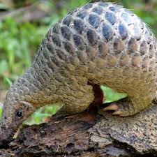 Maybe you would like to learn more about one of these? Pangolins May Have Spread Coronavirus To Humans Coronavirus The Guardian