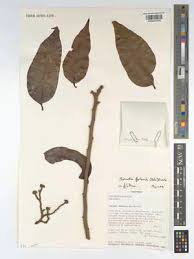 Image result for Maranthes floribunda