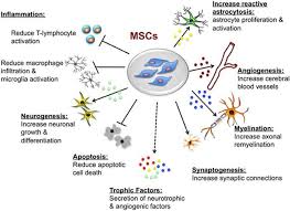 Functions Of Mesenchymal Stem Cells Cord Blood Banking