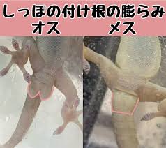 やもともりブログ