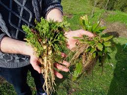 Cueillette D Hiver J Ai Goute Pour Vous La Carotte Sauvage Et Les Racines De Plantain