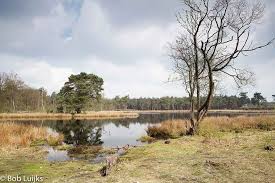 Maybe you would like to learn more about one of these? Nationaal Park De Maasduinen Natuurfotografie