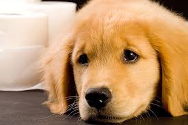 Trainers can teach owners about potty training and how to deal with accidents, working with separation anxiety, and training your pooch out of destructive behaviors like chewing, biting and demand barking. Housebreaking A Puppy The Right Way