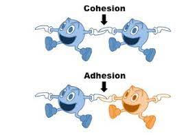 Or graph.adhesion() graph.vertex_connectivity() or graph.cohesion() Cohesive And Adhesive Properties Bioninja
