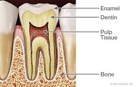 Blue cross blue shield dental root canal. Towson Root Canal Treatments Towson Smile Care