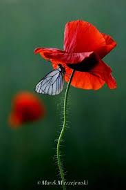 Questi simpatici fiori blu non si adaltono in un dipinto, ti piaceranno sempre, per molti anni entro l'inverno e l'estate :). I Pinimg Com 736x D4 61 9f D4619f3eb5220017ad05