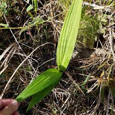 Image result for Eulophia alta