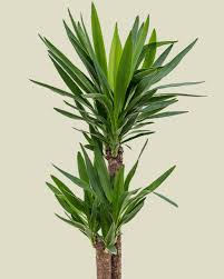 Image result for Yucca gigantea