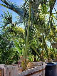 Image result for Sabal